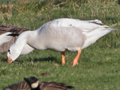 Canada Goose x domestic Greylag Goose hybrid